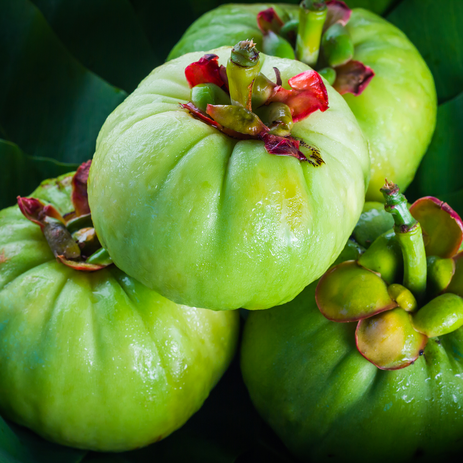 Garcinia cambogia Garcinia cambogia